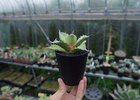 アガベ　チタノタ　獅子光　agave titanota Lion light 子株 No.4