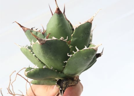 Agave titanota FO-76 compacta dwarf  no.2
