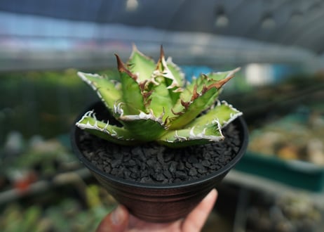 アガベ　チタノタ　レッドキャットウィーズル　Agave titanota Red catweezle　No.3