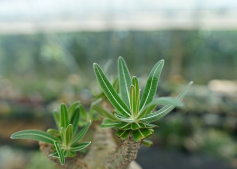 パキポディウム　グラキリス　 Pachypodium Gracilius  No.2