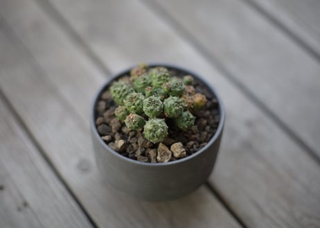 ユーフォルビア プサアドグロボーサ 　Euphorbia pseudoglobosa