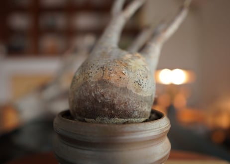 パキポディウム　グラキリス　 Pachypodium Gracilius