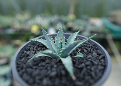 アガベ　ユタエンシス　Agave uthaensis　No.2