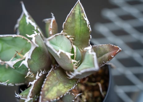 アガベ　チタノタ　FO-76　Agave titanota ”FO-76"
