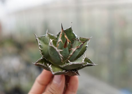 Agave titanota FO-76 C NO.1   (G)
