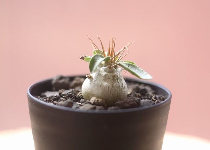 パキポディウム ナマクアナム 光堂 | mana's green:塊根植物販売 パキポディウム ナマクアナム 光堂 | mana's green:塊根植物販売