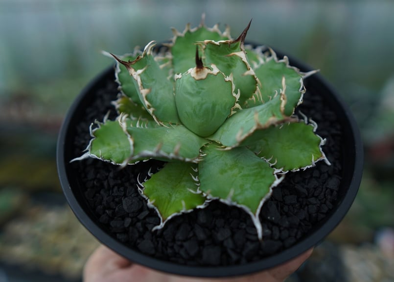 アガベ チタノタ フィリグリー agave titanota filigree No.1 |