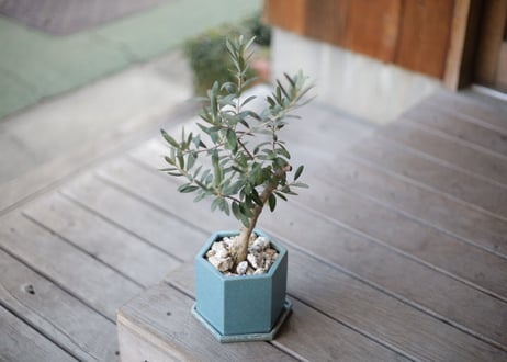 オリーブ　olive