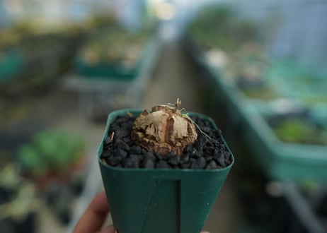 亀甲竜　Dioscorea elephantipes　No.5