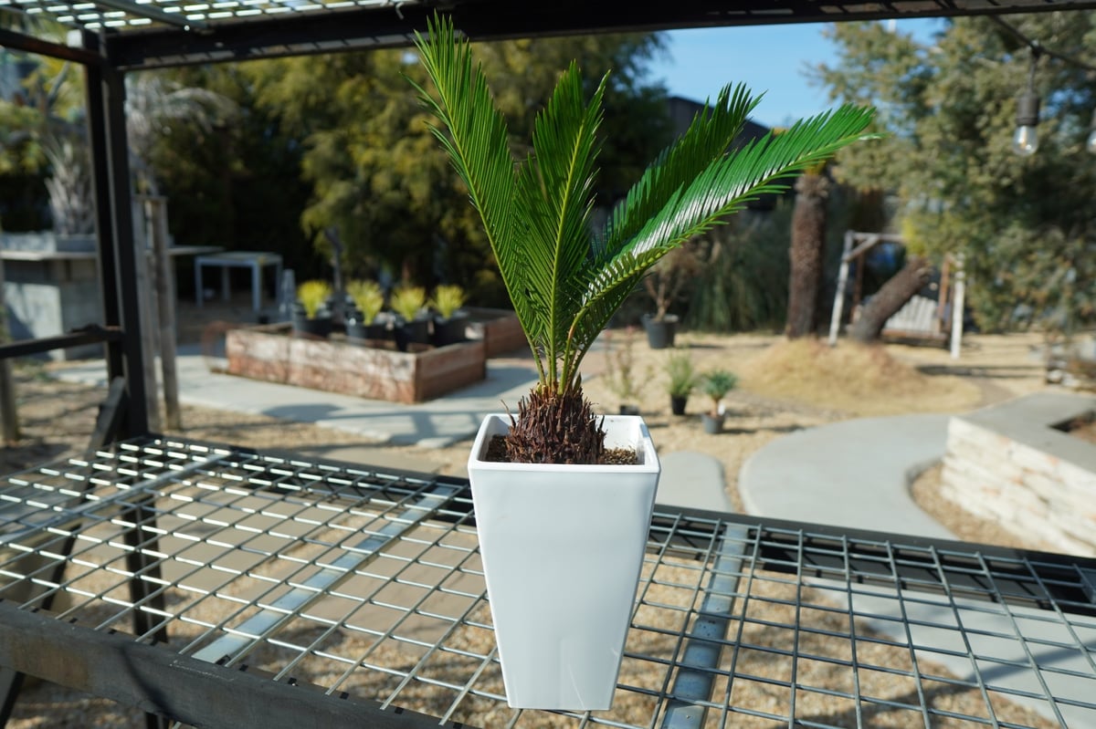 ソテツ No.2 | mana's farm:塊根植物・アガベ・ドライガーデン植物販売