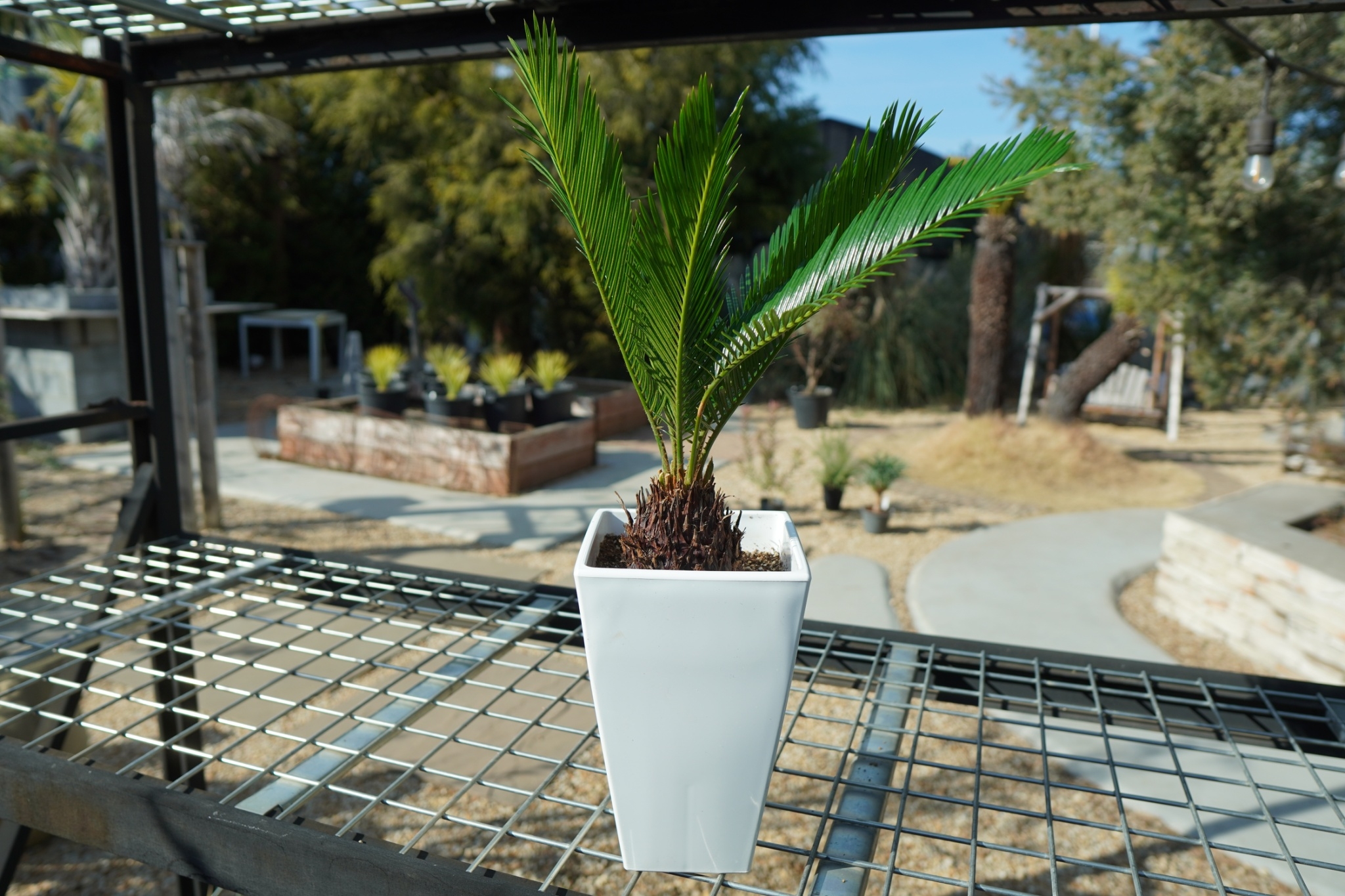 ソテツ錦　黄金ソテツ　塊根植物　サボテン　ソテツ　蘇鉄　観葉植物　アガベ ソテツ No.2 | mana's farm:塊根植物・アガベ・ドライガーデン植物販売