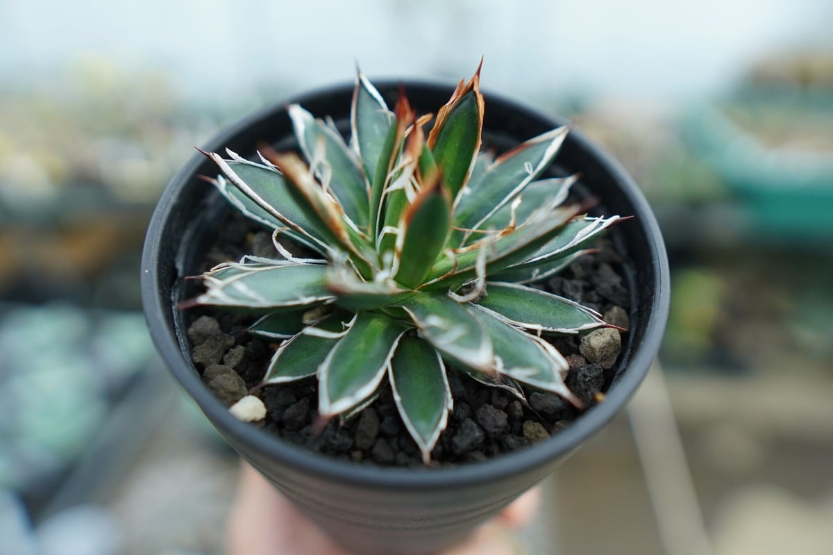 渋谷英一 作品 小型アガベ 多肉植物 パキポ コメントあったので少し