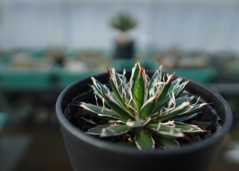 アガベ フィリフェラ シディゲラ agave filifera ssp. schidigera