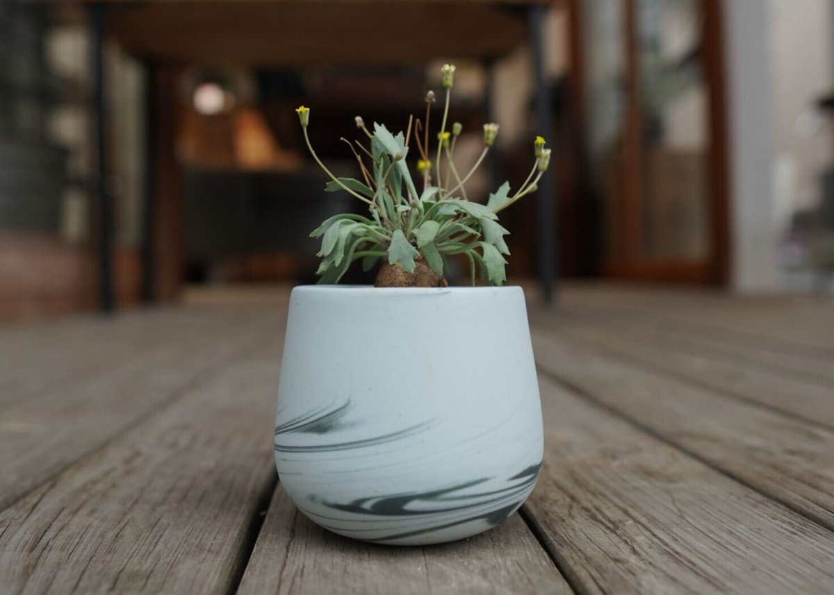 オトンナ ユーフォルビオイデス×スタインコフ Othonna euphorbioides×st