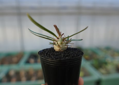 パキポディウム　グラキリス　 Pachypodium Gracilius  No.3