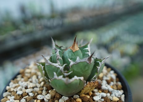 アガベ　チタノタ　FO-76　agave titanota  FO-76　No.26
