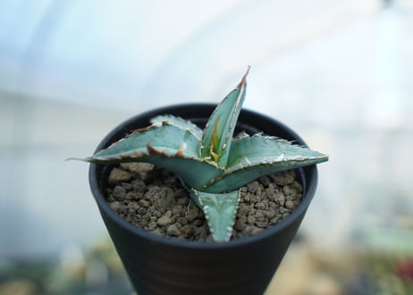 アガベ　オテロイ　agave oteroi　No.1
