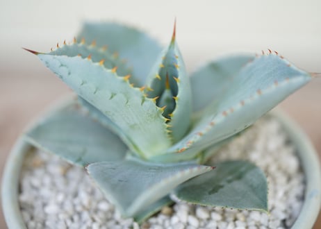 Agave pygmaea “Dragon Toes”