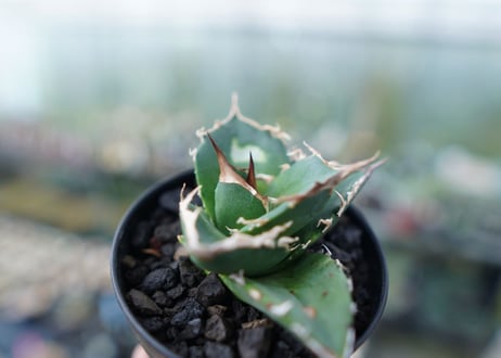 アガベ　チタノタ　白鯨　Agave titanota White whale　No.2