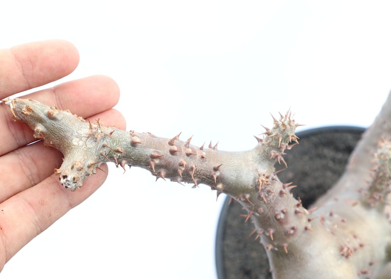 パキポディウム マカイエンセ | mana's farm:塊根植物・アガベ・ドライ