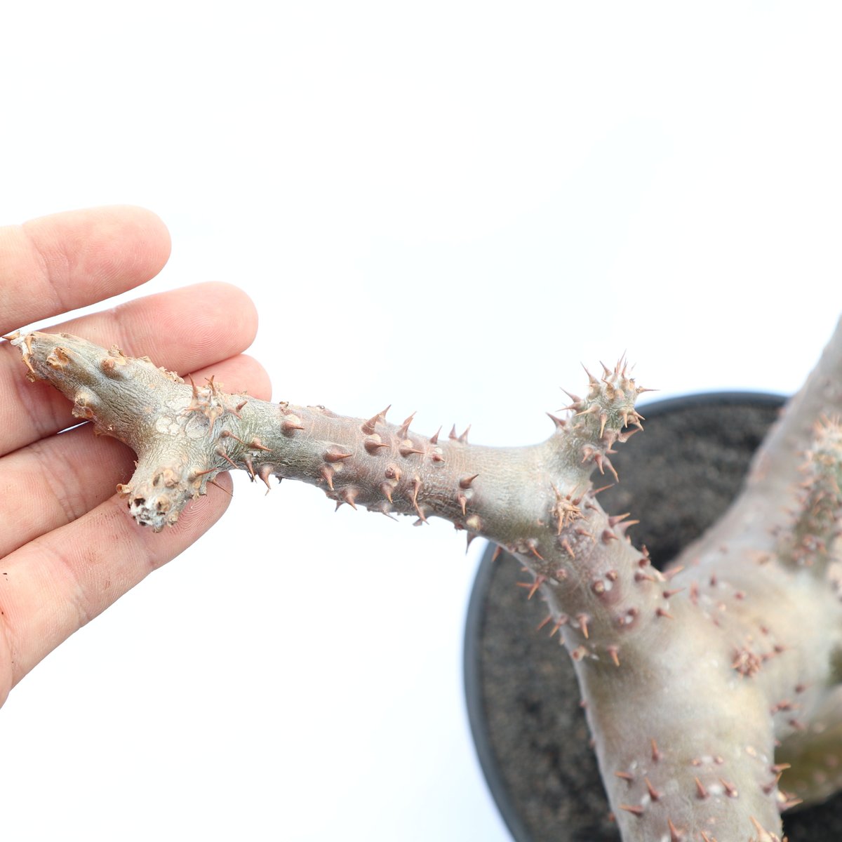 マカイエンセ　発根済　塊根植物 現地球・発根済】パキポディウム マカイエンセM 鉢付き 塊根植物
