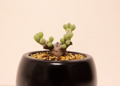 オトンナ クラビフォリア Othonna clavifolia