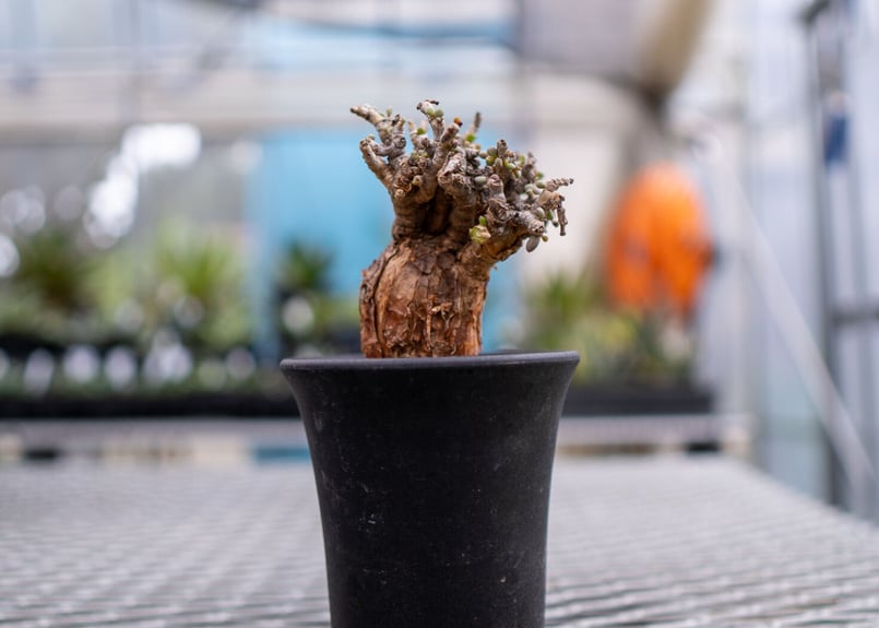 ケラリア ピグマエア | mana's farm:塊根植物・アガベ・ドライガーデン