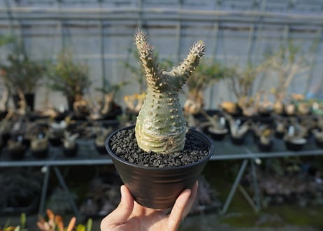 パキポディウム マカイエンセ　Pachypodium makayense　No.2