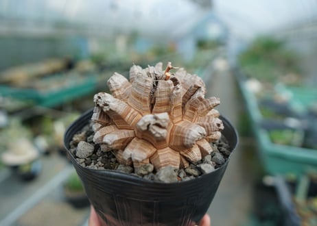 【長谷川園芸産】亀甲竜　Dioscorea elephantipes　No.2