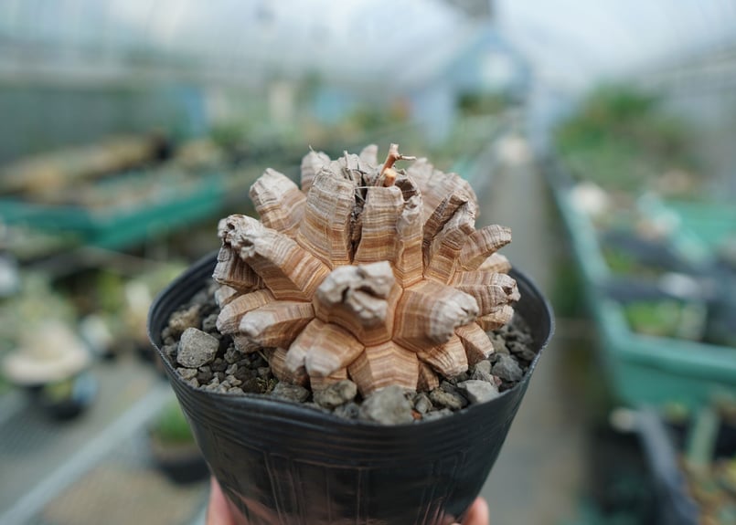 長谷川園芸産】亀甲竜 Dioscorea elephantipes No.2 | mana' 長谷川園芸産】亀甲竜 Dioscorea elephantipes No.2 | mana'