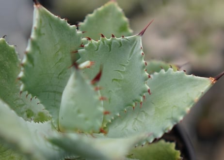 Agave potatorum×Isthmensis No.1