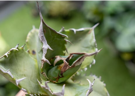 Agave Sowing seeds A NO.5