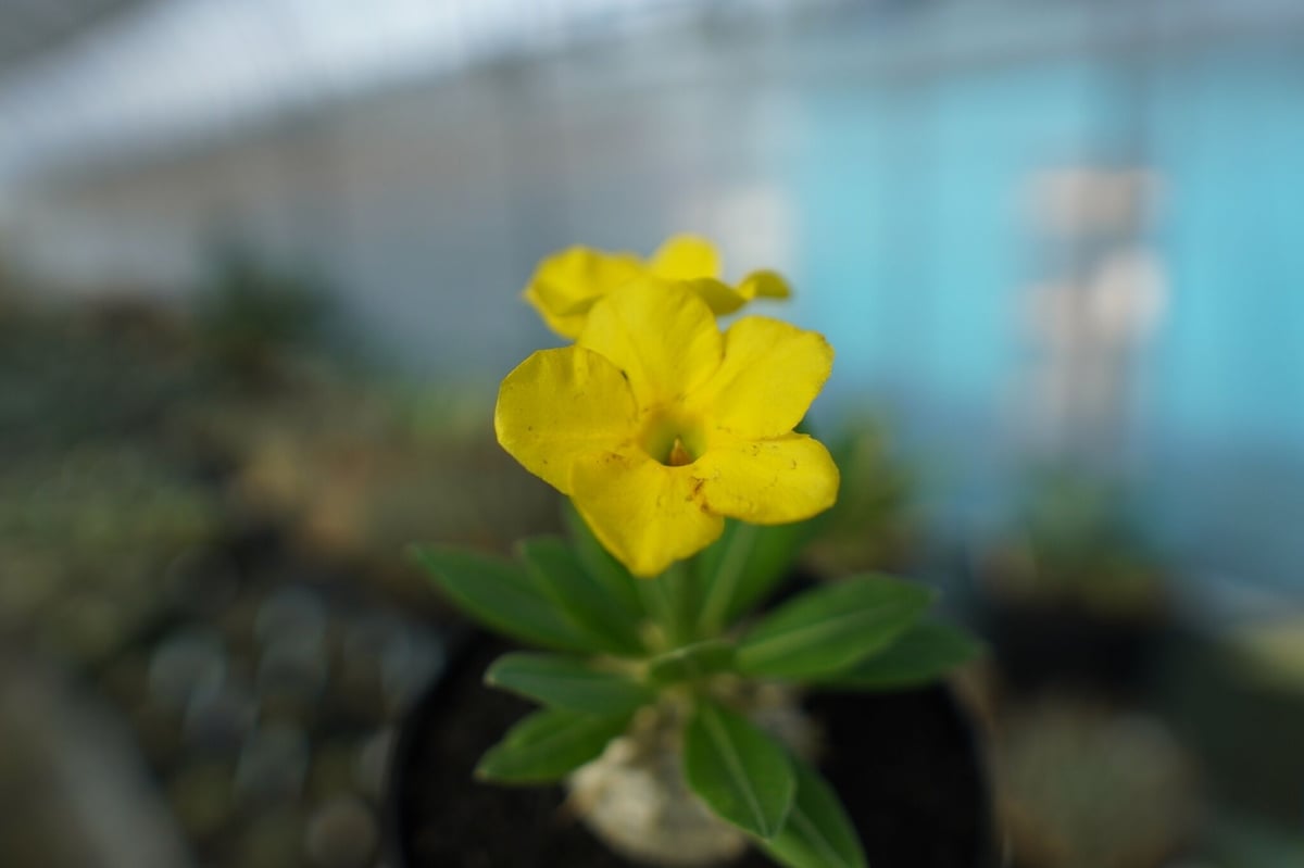 パキポディウム 恵比寿大黒 Pachypodium Densicaule No.2 | man パキポディウム 恵比寿大黒 Pachypodium Densicaule No.2 | man