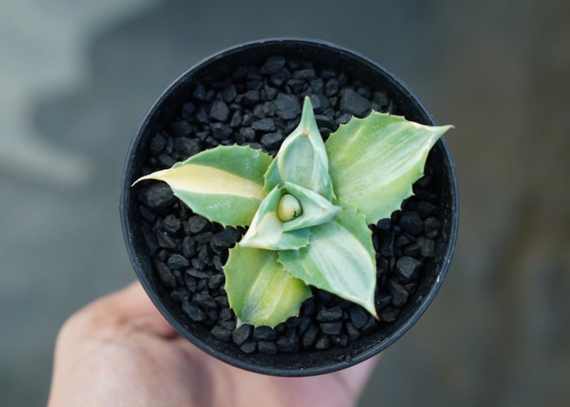 アガベ 王妃雷神錦 Agave “Ohi Raijin Nishiki ” No.1 | ma