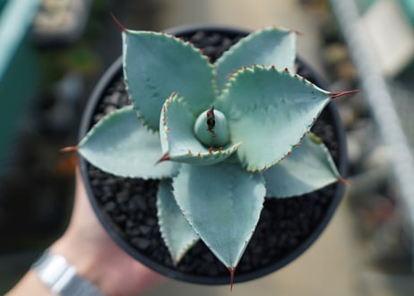 アガベ　ドラゴントゥース　Agave Dagontoes　No.1