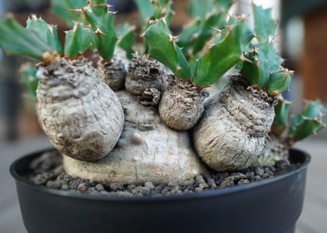 ユーフォルビア　クラビゲラ　Euphorbia clavigera