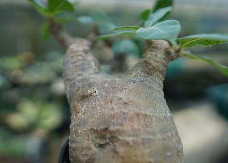 パキポディウム マカイエンセ　Pachypodium makayense　No.3