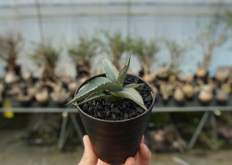 アガベ シャークスキン Agave Sharkskin | mana's farm:塊根植物