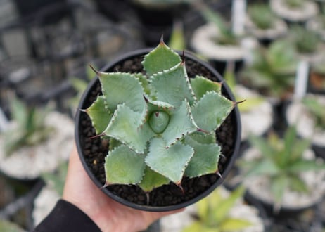 Agave potatorum×Isthmensis No.1