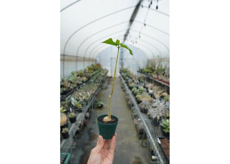 フィカス パルメリー Ficus palmeri