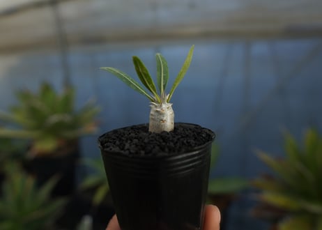 パキポディウム　デンシフローラム　Pachypodium densiflorum