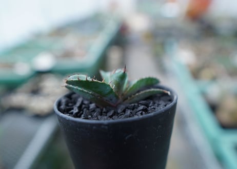 アガベ　チタノタ　 ブラックアンドブルー 　Agave titanota black and blue　No.13