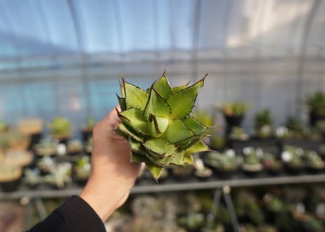 ×agave titanota 剣竜　No.7