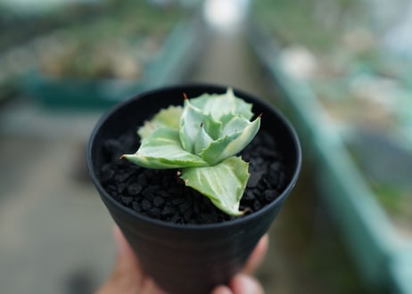 アガベ　王妃雷神錦　Agave　“Ohi Raijin Nishiki ”　No.2