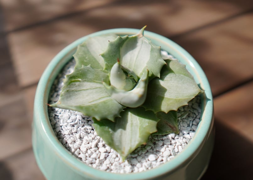 アガベ 王妃雷神錦 Agave potatorum 'Ouhi Raijin' | mana' アガベ 王妃雷神錦 Agave potatorum 'Ouhi Raijin' | mana'