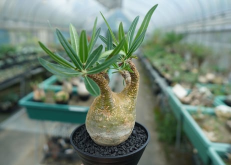 パキポディウム　グラキリス　 Pachypodium Gracilius  No.3