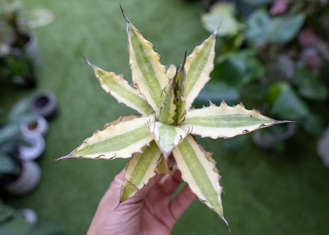 Agave xylonacantha “Frostbite”  NO.2