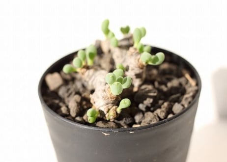 オトンナ　クラビフォリア　 Othonna clavifolia  no.2 超扁平
