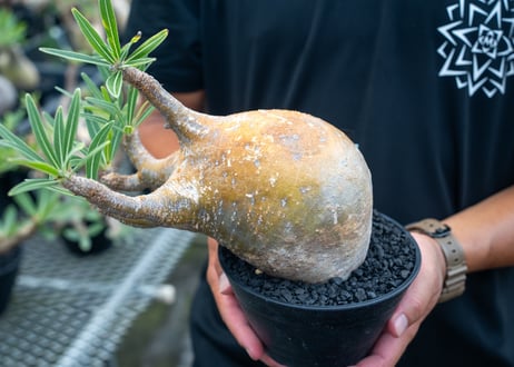 パキポディウム　グラキリス　Pachypodium Gracilius　No.3