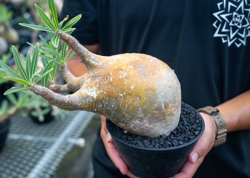 パキポディウム グラキリス Pachypodium Gracilius No.3 | mana パキポディウム グラキリス Pachypodium Gracilius No.3 | mana